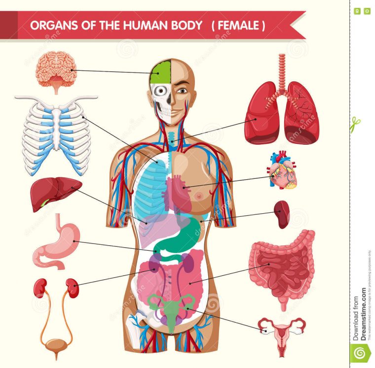 Organes Du Diagramme De Corps Humain Illustration De intérieur Dessin Organes Corps Humain