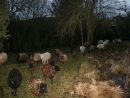 Ouessant-Mouton  Les Lutins Du M. - Le Bonheur Est Dans concernant Mouton Cri