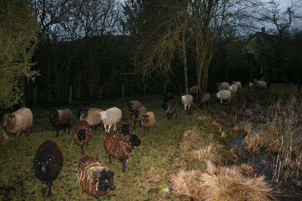 Ouessant-Mouton  Les Lutins Du M. - Le Bonheur Est Dans concernant Mouton Cri 