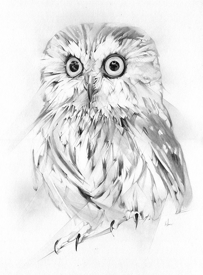 Owl By Alexis Marcou  Les Arts, Dessin Oiseau, Art Hibou dedans Dessins Hibou 