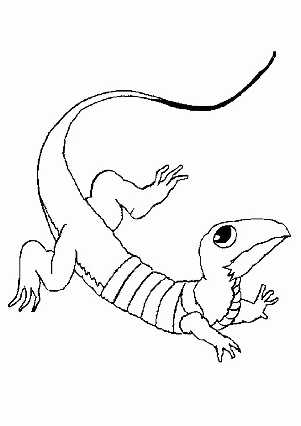 , Page 17 Sur 20 Sur Hugolescargot  Dragon Coloring à Dessin D Un Animal 