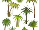 Palmier De Dessin Animé. Palmiers De La Jungle Avec Des encequiconcerne Dessin De Palmier
