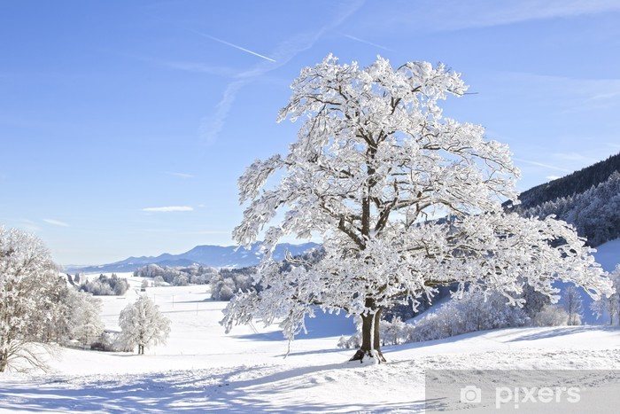 Papier Peint Arbre En Hiver • Pixers® - Nous Vivons Pour tout Arbre En Hiver 