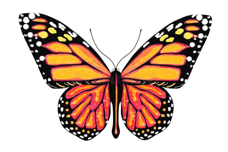 Papillon Avec Des Couleurs Jaunes Et Oranges Illustration destiné Dessin De Papillon En Couleur