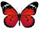 Papillon Dessin Animé — Image Vectorielle Nikiteev © #50457845 concernant Papillon Image Dessin