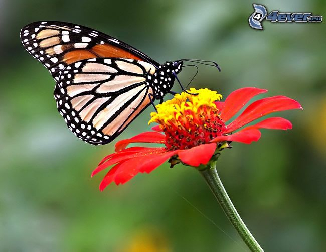 Papillon Sur Fleur serapportantà Coloriage De Papillon Sur Une Fleur 