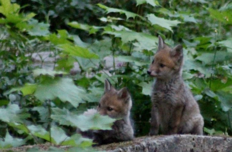 Paris : Une Famille De Renards Surprise Au Cœur Du Père serapportantà Famille Des Renards