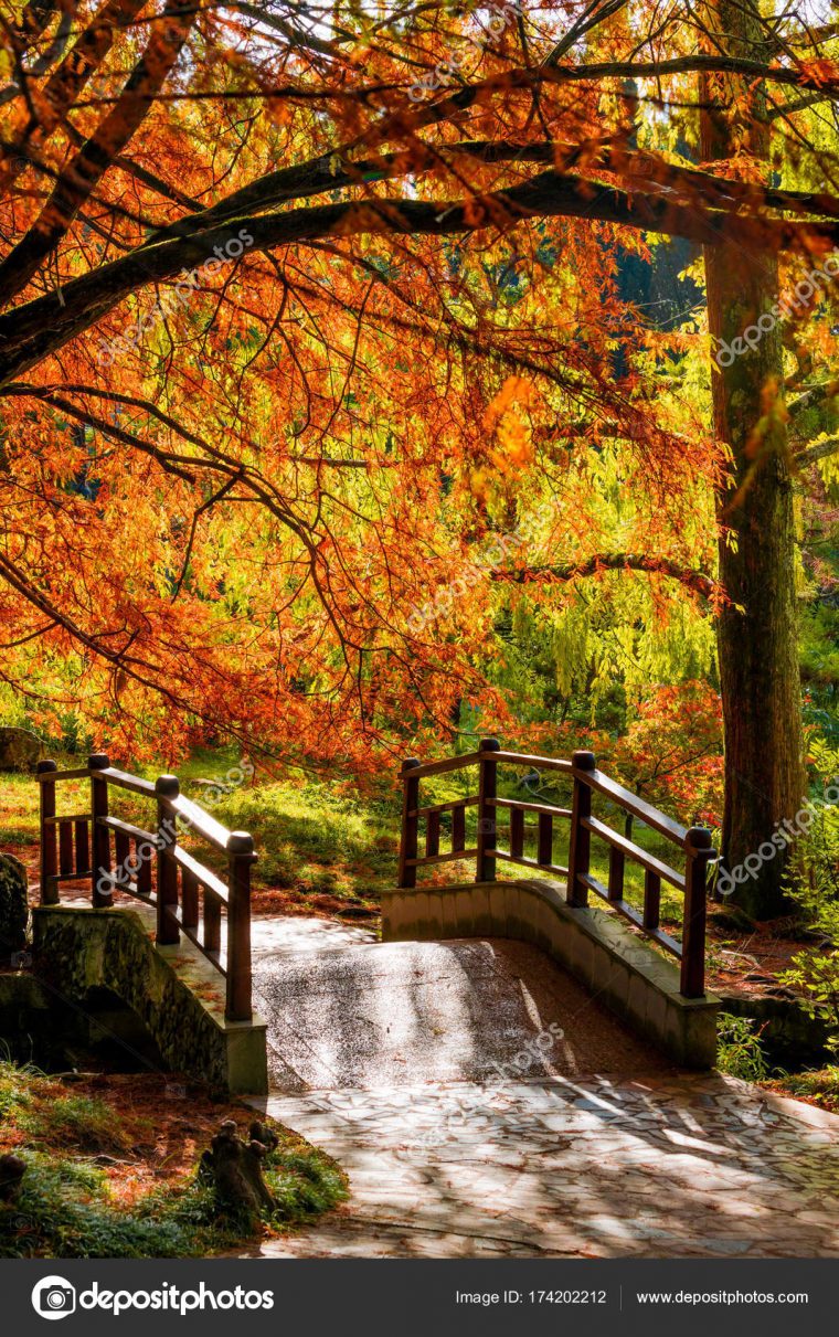 Paysage D'Automne. Feuilles D'Arbres D'Automne. Pont Dans avec Nature D Automne