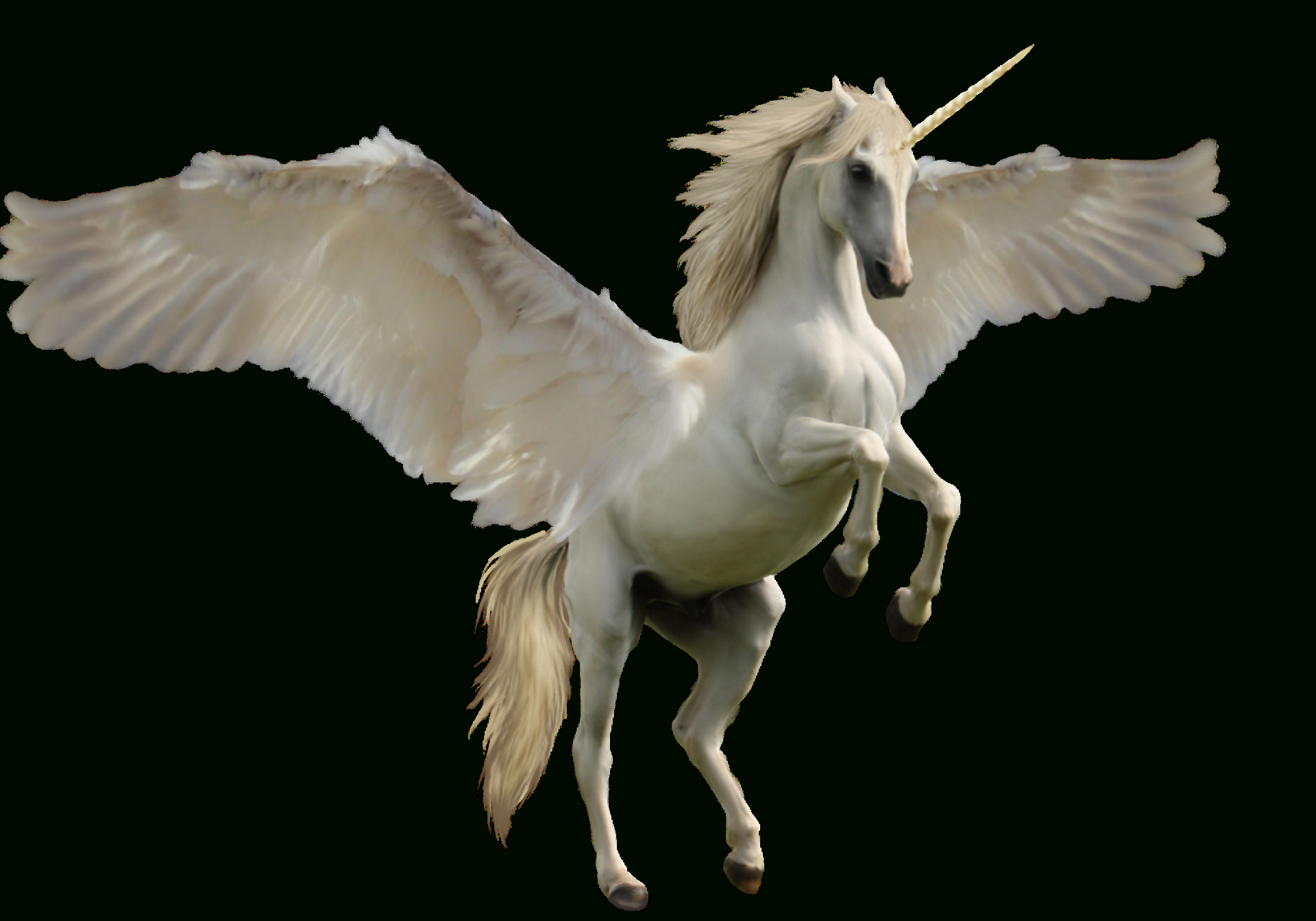 Pegase Licorne In 2020  Unicorn Images, Mythical à Cheval Pégase 