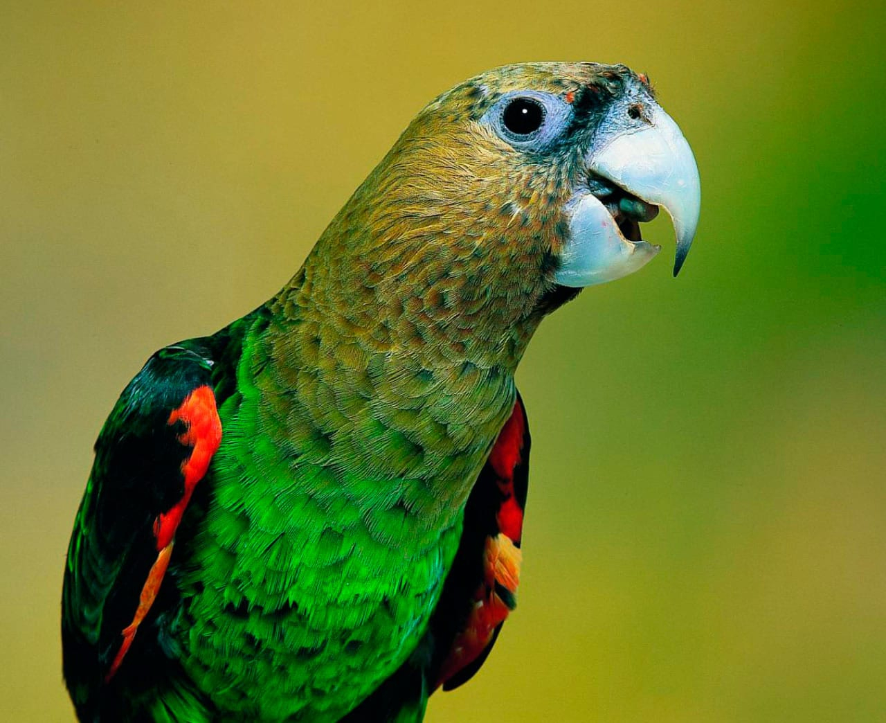 Perroquet À Cou Brun (Poicephalus Robustus) - Oiseaux intérieur Perroquet Anglais 