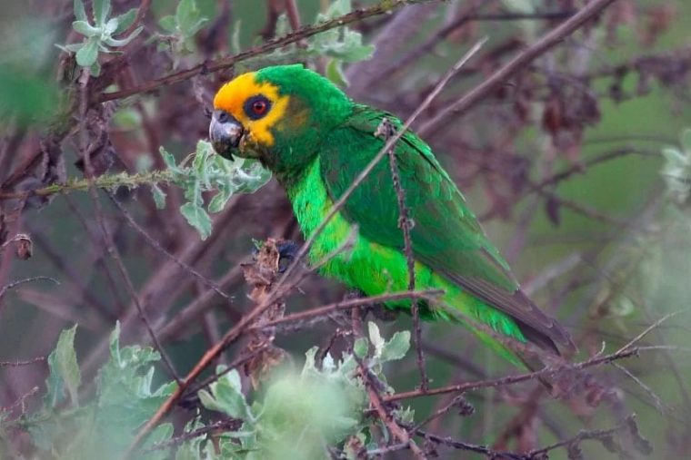 Perroquet À Face Jaune (Poicephalus Flavifrons) – Oiseaux serapportantà Perroquet Anglais