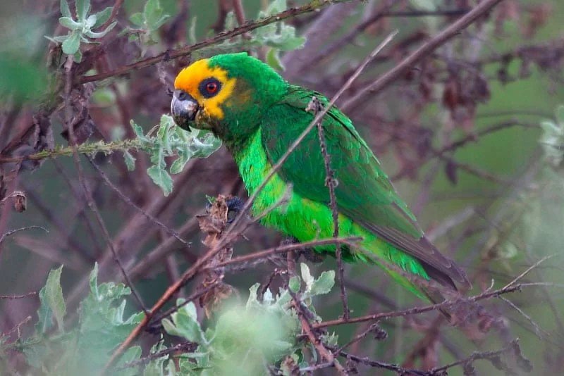 Perroquet À Face Jaune (Poicephalus Flavifrons) - Oiseaux serapportantà Perroquet Anglais 