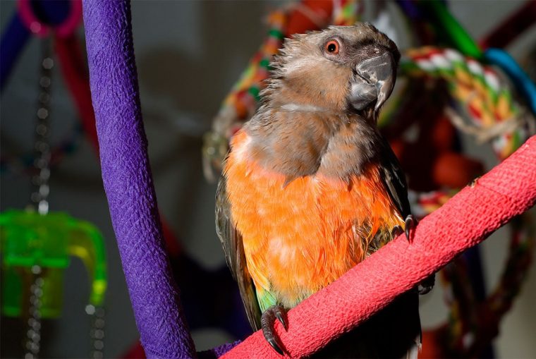 Perroquet À Ventre Rouge (Poicephalus Rufiventris pour Perroquet Anglais