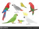 Perroquets Colorés Pour Oiseaux — Image Vectorielle destiné Dessins De Perroquets