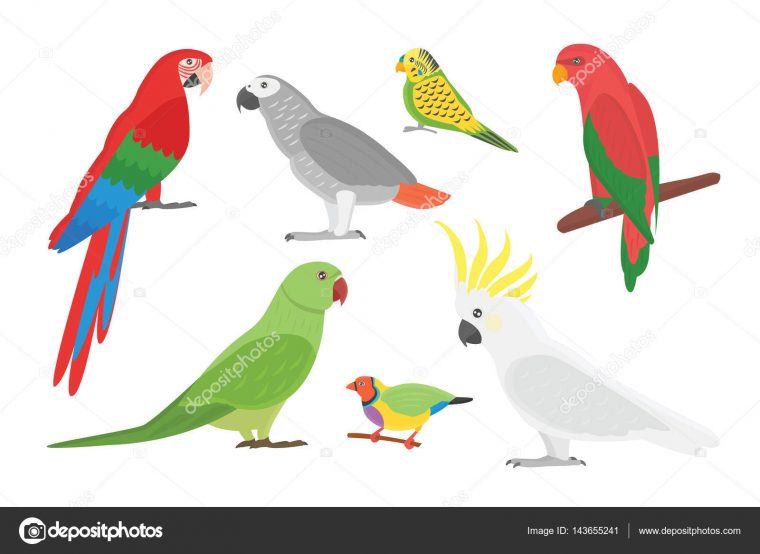 Perroquets Colorés Pour Oiseaux — Image Vectorielle destiné Dessins De Perroquets