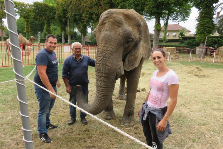 Pétition En Ligne Contre La Venue De Cirques Avec Animaux serapportantà Cirque Animaux