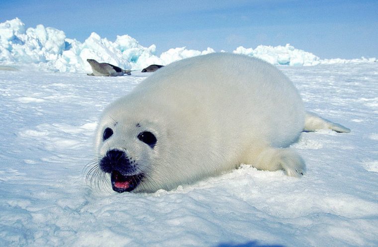 Phoque Du Groenland Pagophilus Photograph By Gerard Lacz avec Baby Phoque