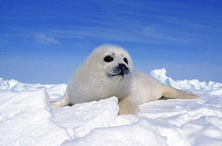 Phoque Du Groenland Pagophilus Photograph By Gerard Lacz avec Baby Phoque