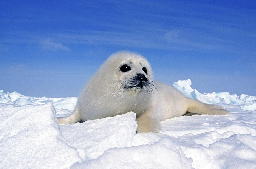 Phoque Du Groenland Pagophilus Photograph By Gerard Lacz avec Baby Phoque 