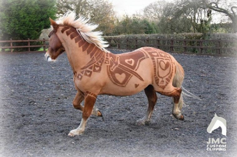 Photo De Cheval Moche – Photos De Nature tout Modele De Cheval