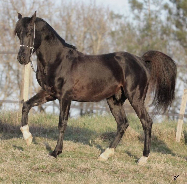 Photo De Cheval Noir A Imprimer – Photos De Nature concernant Cheval A Imprimer En Couleur