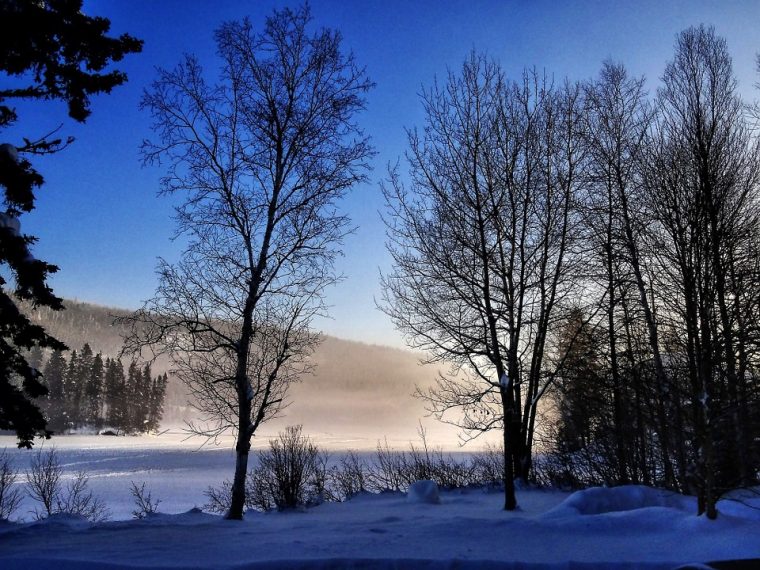 Photo Gratuite: Paysage D'Hiver, Arbres, Hiver – Image avec Arbre En Hiver