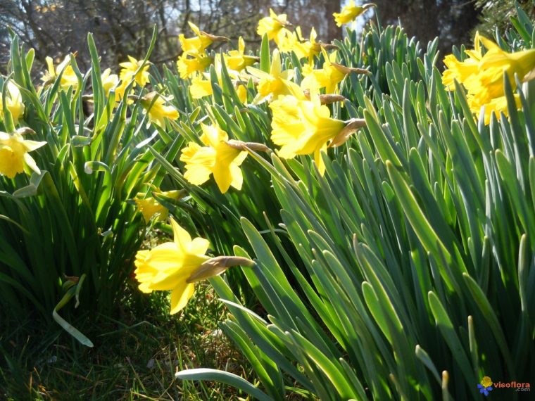 Photo : Jonquille dedans Fleurs Jonquilles