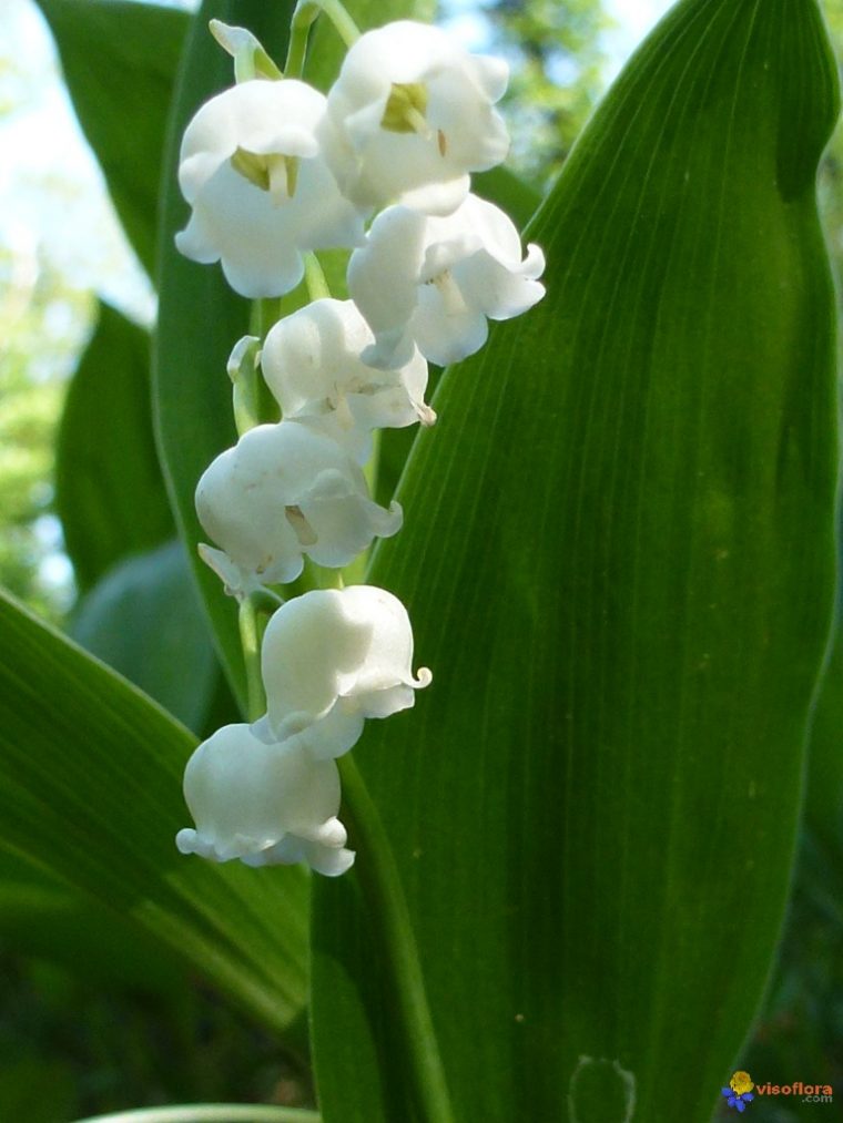 Photo : Muguet encequiconcerne Muguet Fleur