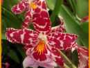 Photo : Orchidée - Cambria  Orchidée Cambria, Orchidée pour Fleurs Orchidée
