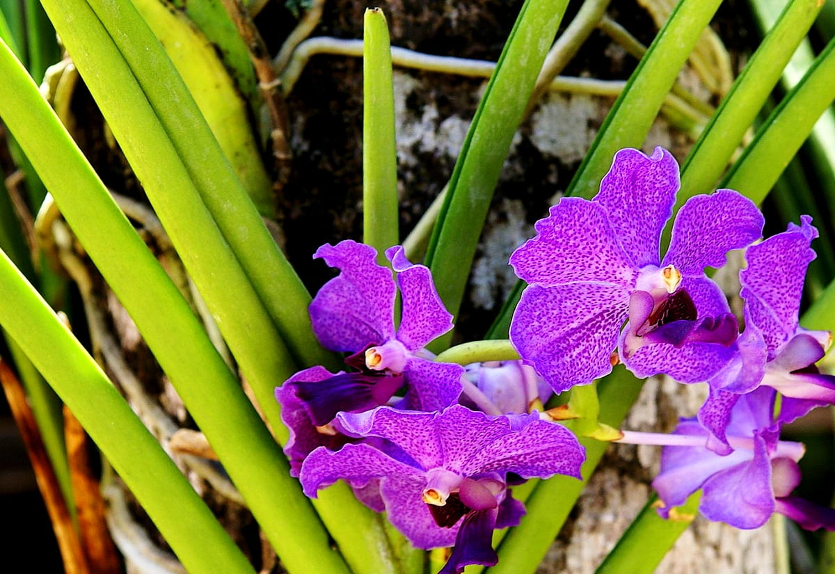 Photo Pour Fond D'Écran Fleurs, Orchidée, Pétale 🔥 tout Fleurs Orchidée