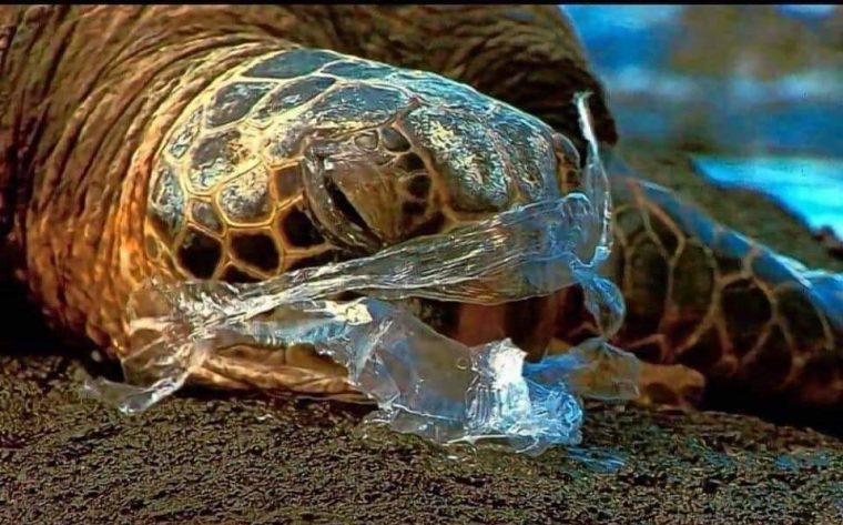 [Photos] 1,5 Million D'Animaux Victimes Des Déchets pour Animaux Dans La Mer