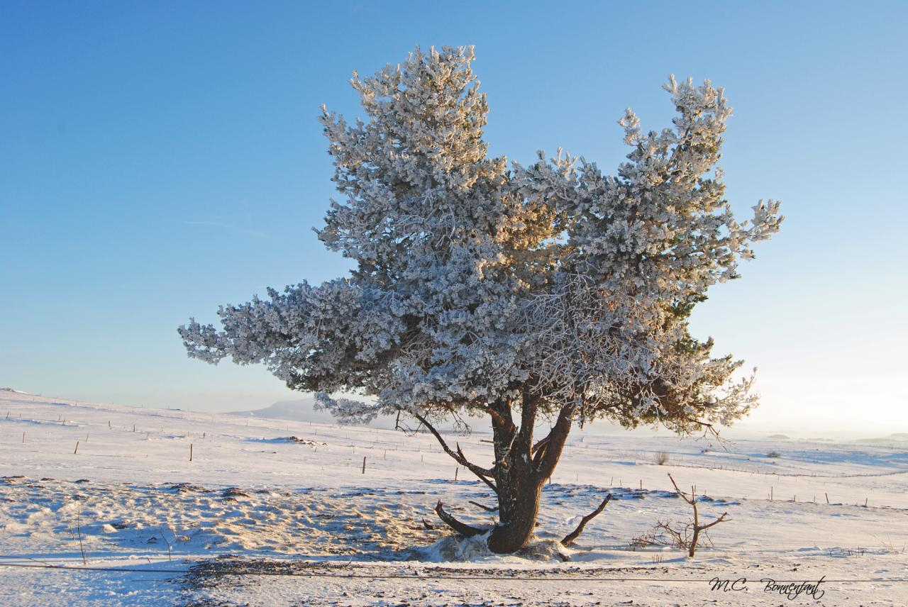 Photos De Paysages D'Hiver , Arbres Couverts De Neige Et dedans Arbre En Hiver