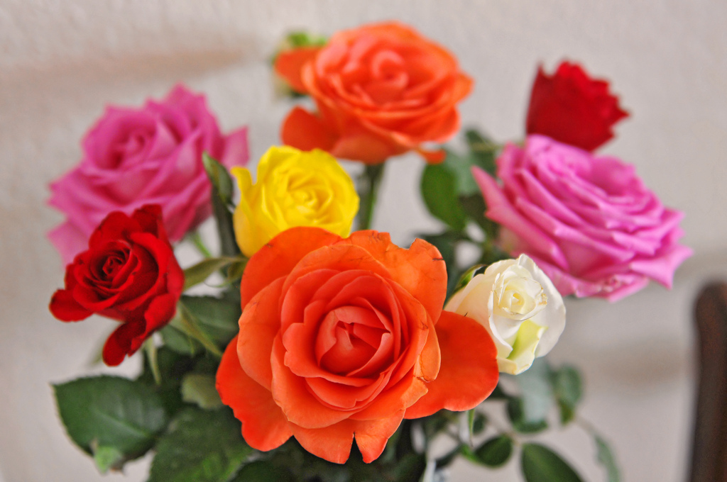 Photos Fleurs Roses Gratuites • Les Plus Belles Photos Par dedans Fleurs Gratuites