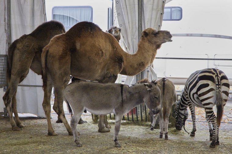 Photos. Les Animaux Sauvages, Absents Du Spectacle Du concernant Animaux Du Cirque