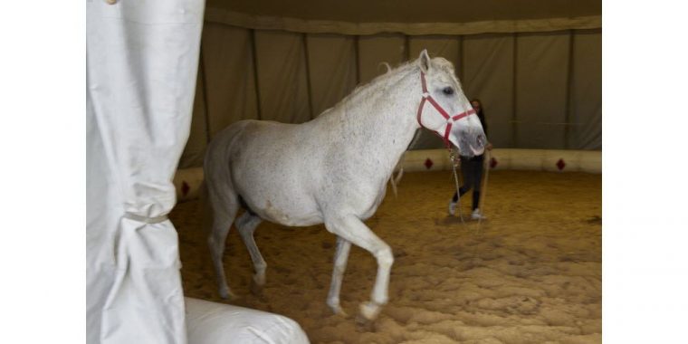 Photos. Les Animaux Sauvages, Absents Du Spectacle Du dedans Animaux Du Cirque