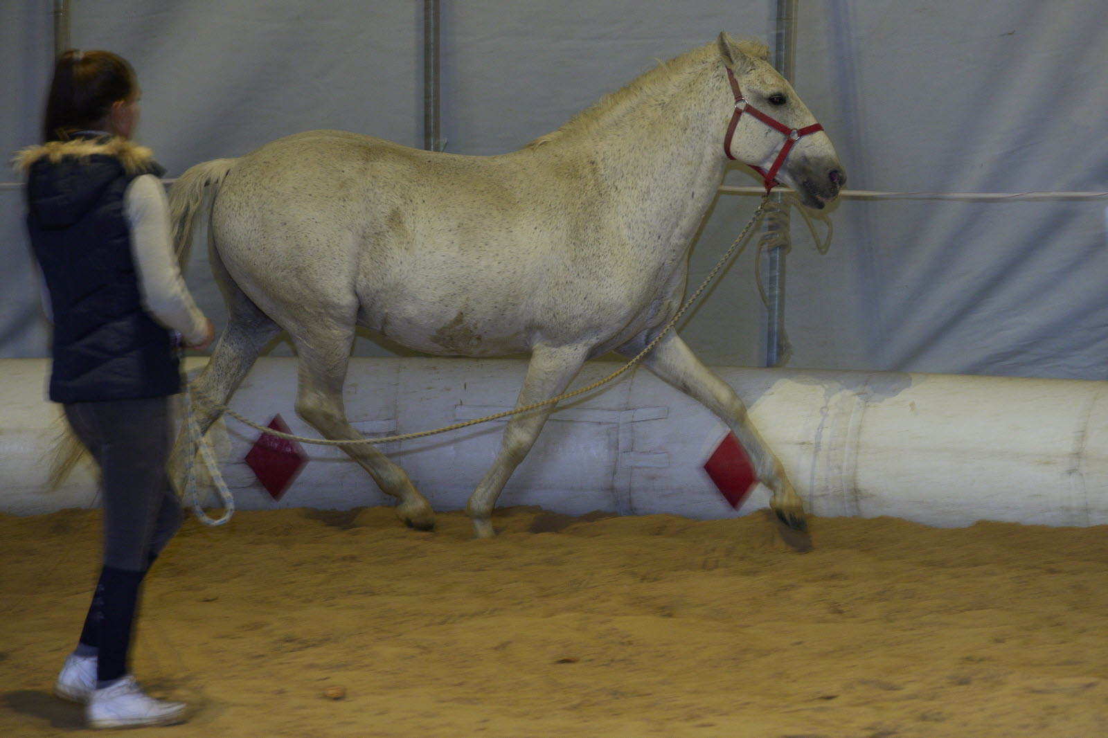 Photos. Les Animaux Sauvages, Absents Du Spectacle Du intérieur Animaux Du Cirque 