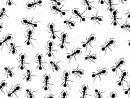Pin By Da Do On Hormiga Persistente  Ant Pest Control intérieur Dessin Fourmi