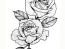 Pin By Miguelita Moore On Rose Drawings  Tattoo Design dedans Rose Dessin