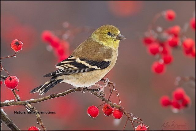 Pin By Sylvie Lauzon On Oiseaux  Finches Bird, Goldfinch encequiconcerne Images Oiseaux Gratuites 