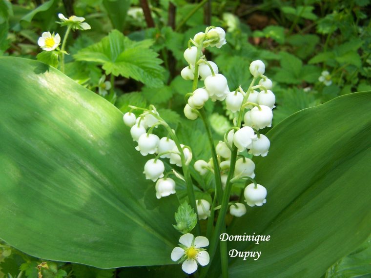 Pin Em Muguet Du Jardin à Muguet Plantation