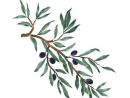 Pin On Art I Like concernant Dessin Olives