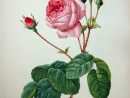 Pin On ~ Botanical Illustration, Ads, &amp; Ephemera destiné Dessin Rosier