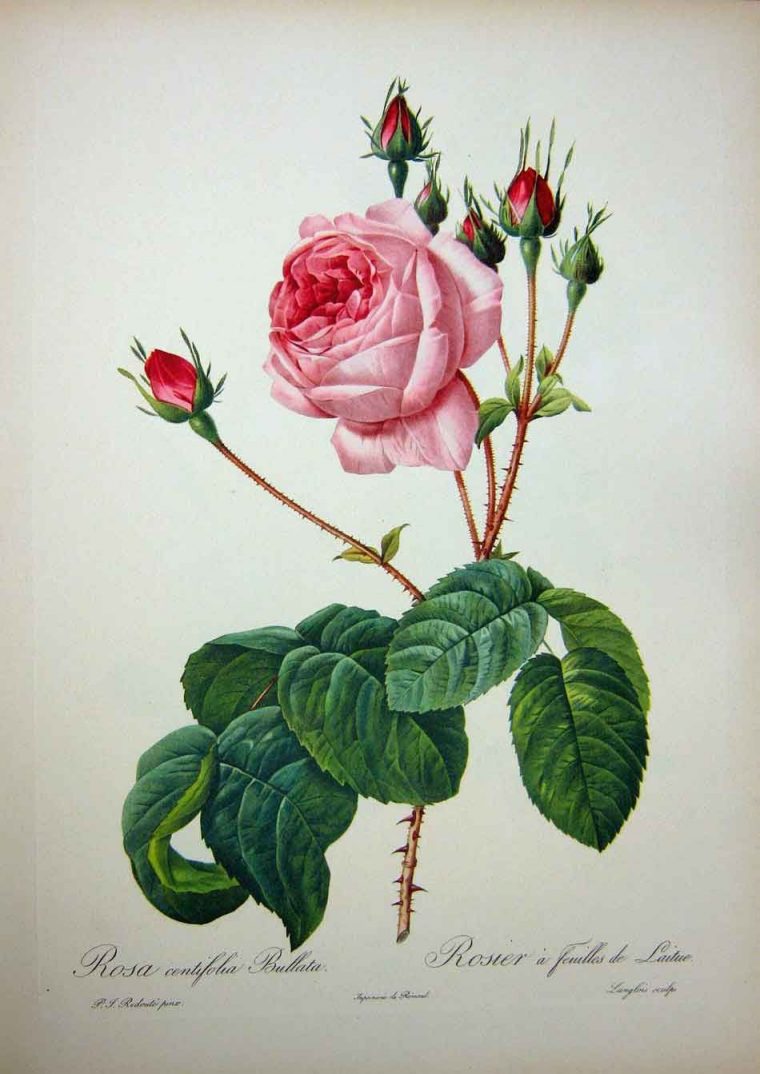 Pin On ~ Botanical Illustration, Ads, & Ephemera destiné Dessin Rosier