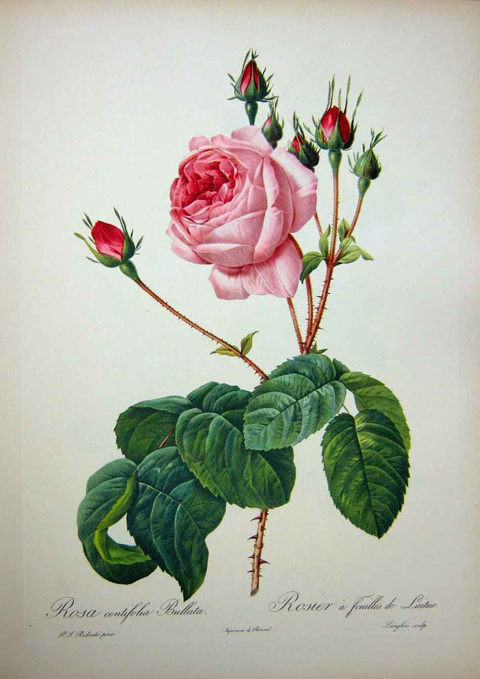 Pin On ~ Botanical Illustration, Ads, &amp;amp; Ephemera destiné Dessin Rosier 