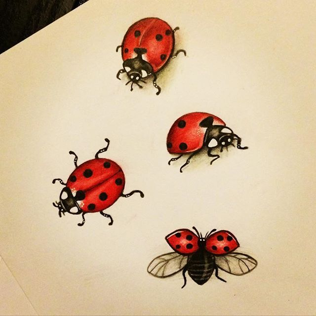 Pin On Insects And Spiders Tattoos Ideas encequiconcerne Coccinelle Dessin Couleur 