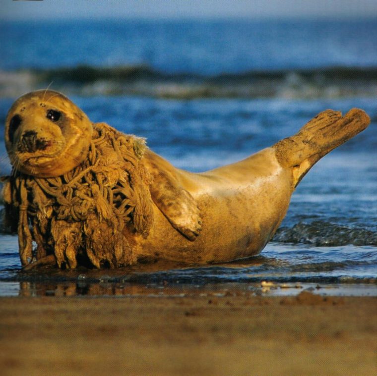 Plastic Afval In De Oceaan dedans Animaux Dans La Mer