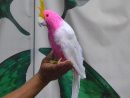 Plumes Perroquet 40 Cm Rose Perroquet Oiseau Modèle Jouet concernant Perroquet Anglais