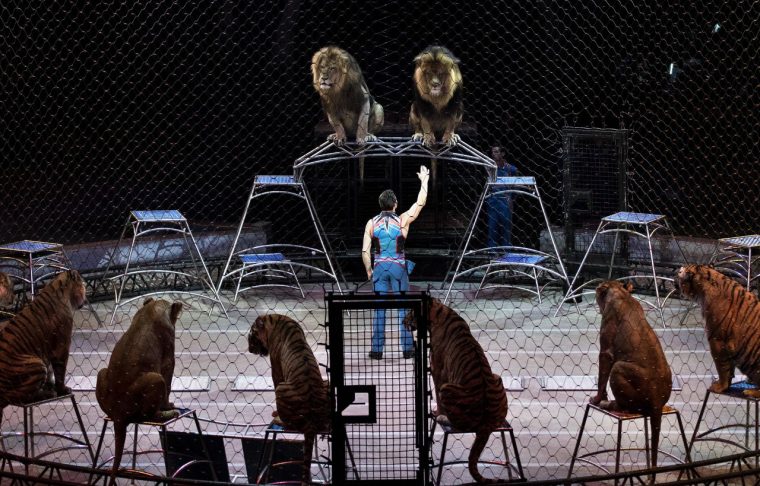 Plus D'Animaux Au Cirque Bouglione : «Ces Numéros Sont pour Cirque Animaux