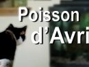 Poisson D'Avril Short Film : Happy April Fish Day intérieur Poisson D Avril Film