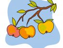 Pommes Dessin - Automne Cliparts À Télécharger - Automne tout Pommes Dessin